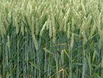 Grassen Wheat field