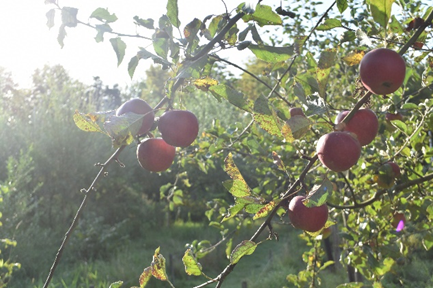 Appels2